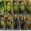 pol icarus pupa15 volg1